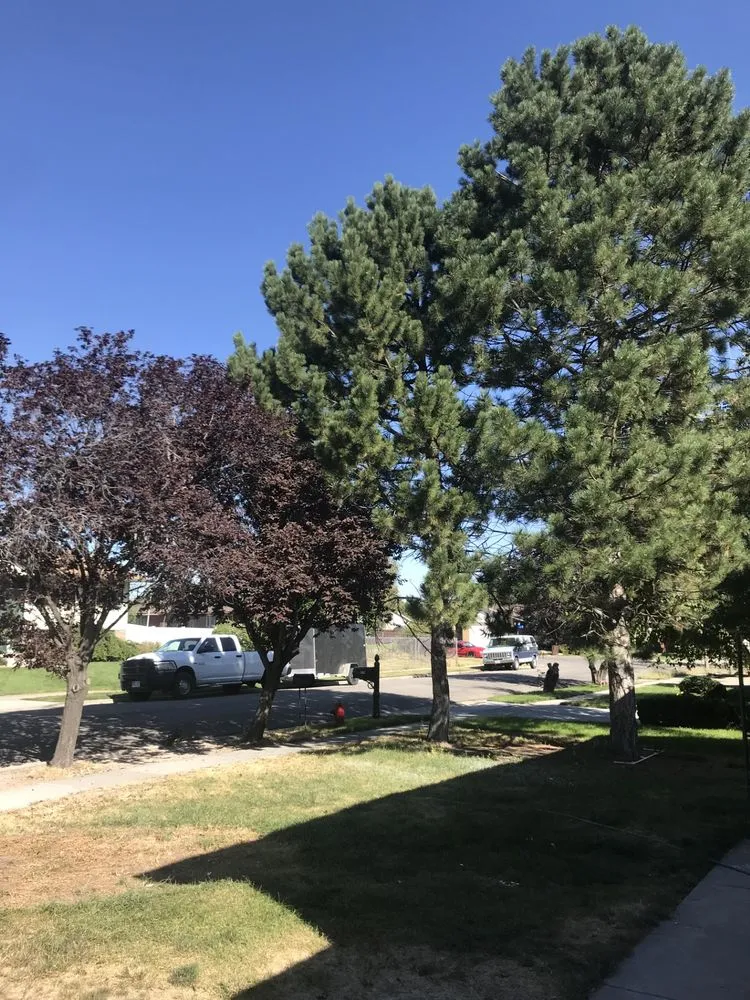 Trusted yard cleanup service in Taylorsville, UT - Rich Lawns