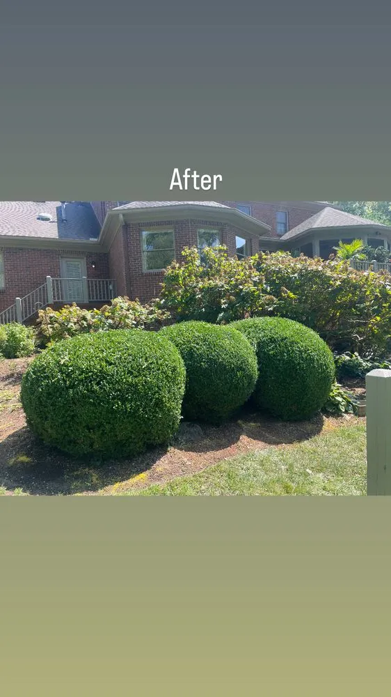 Expert yard cleanup service in Lexington, KY by Rich Leaf Yard Cleaning and Landscaping