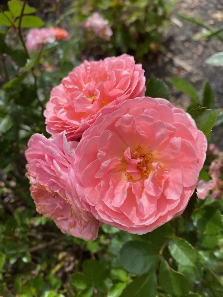 Affordable landscape installation for residential properties across Cape May, NJ - Rich Pavese Landscaping