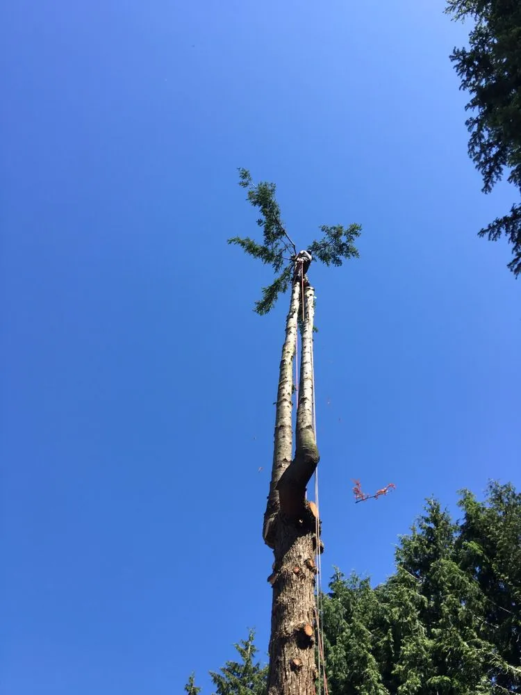 Affordable lawn mowing service in Deming, WA by Rich Ternan Tree Service