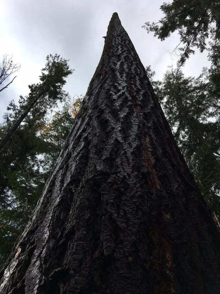 Affordable yard maintenance experts serving Deming, WA - Rich Ternan Tree Service