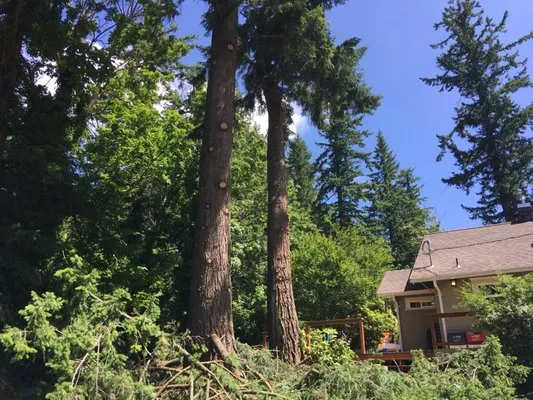 Rich Ternan Tree Service Logo