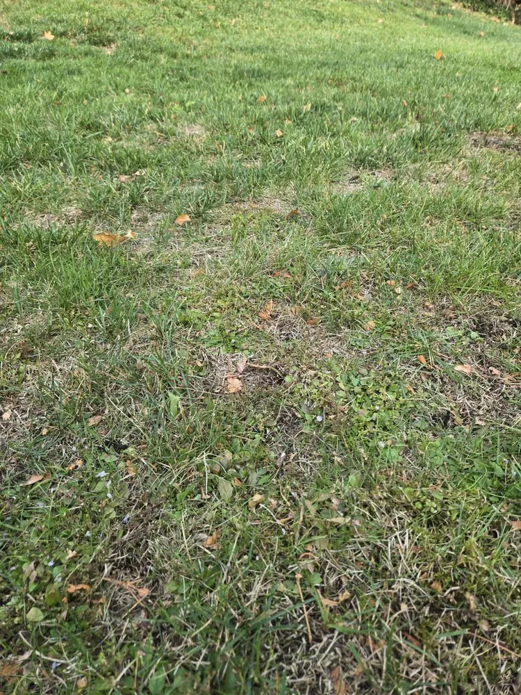 Local landscape design for year-round maintenance across Yonkers, NY - Richard A&M Landscaping