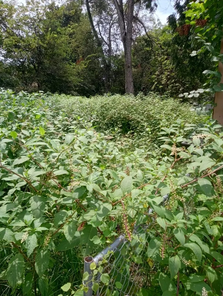 Reliable garden landscaping in Marion, AR by Richard Barnes Services