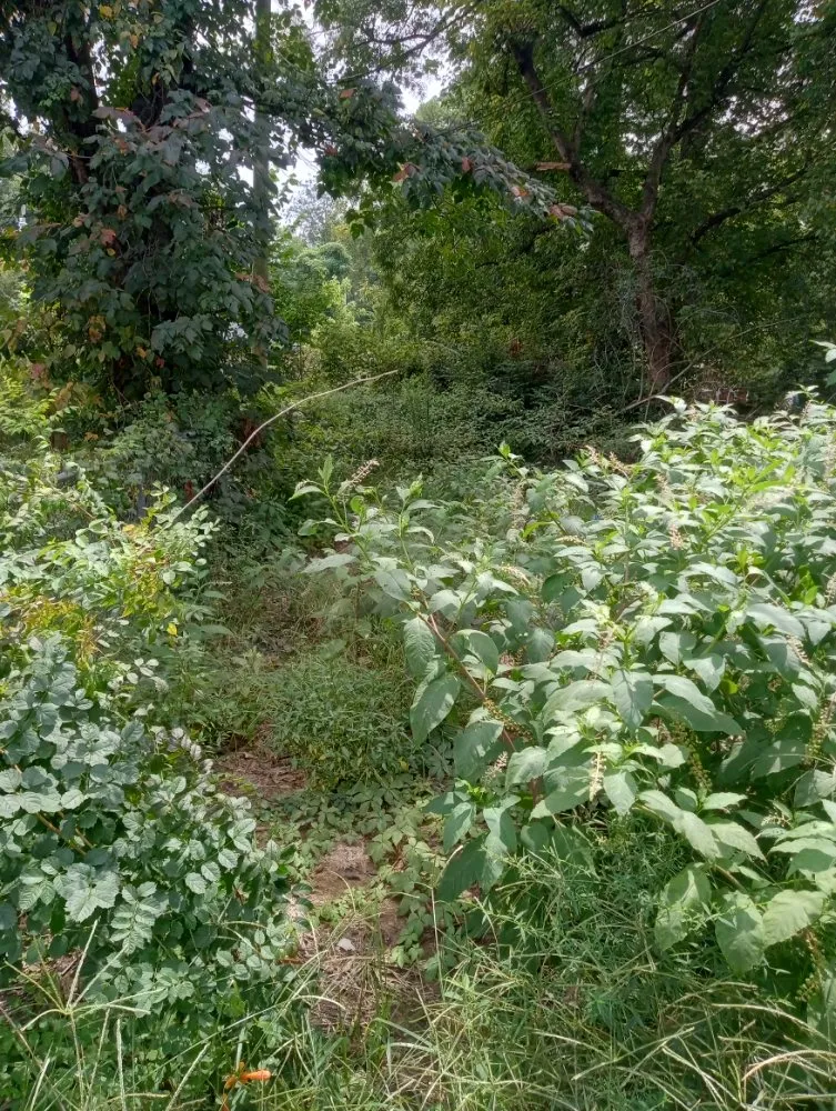 Professional outdoor landscaping in Marion, AR - Richard Barnes Services