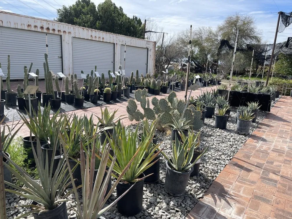 Professional yard maintenance in Phoenix, AZ - Richards Garden Center