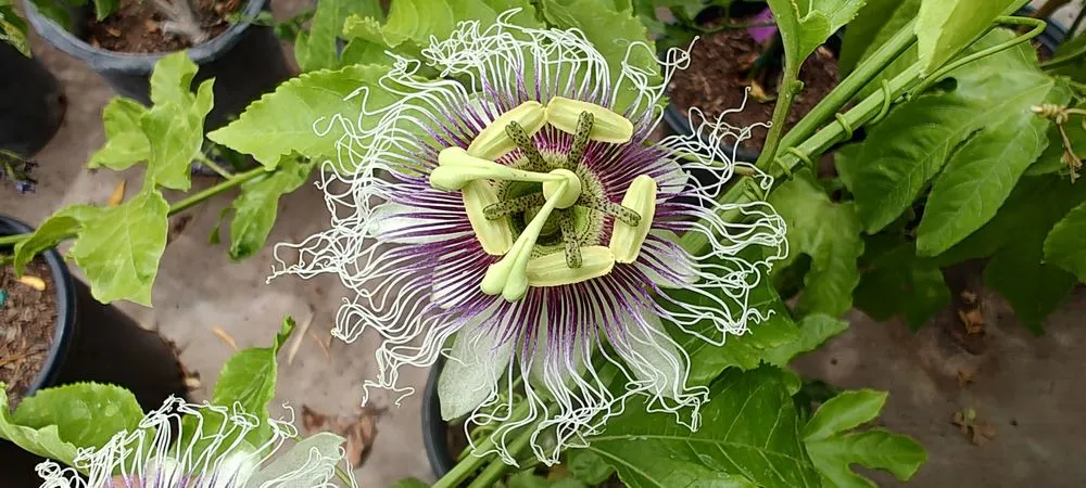 Expert yard maintenance in Phoenix, AZ by Richards Garden Center