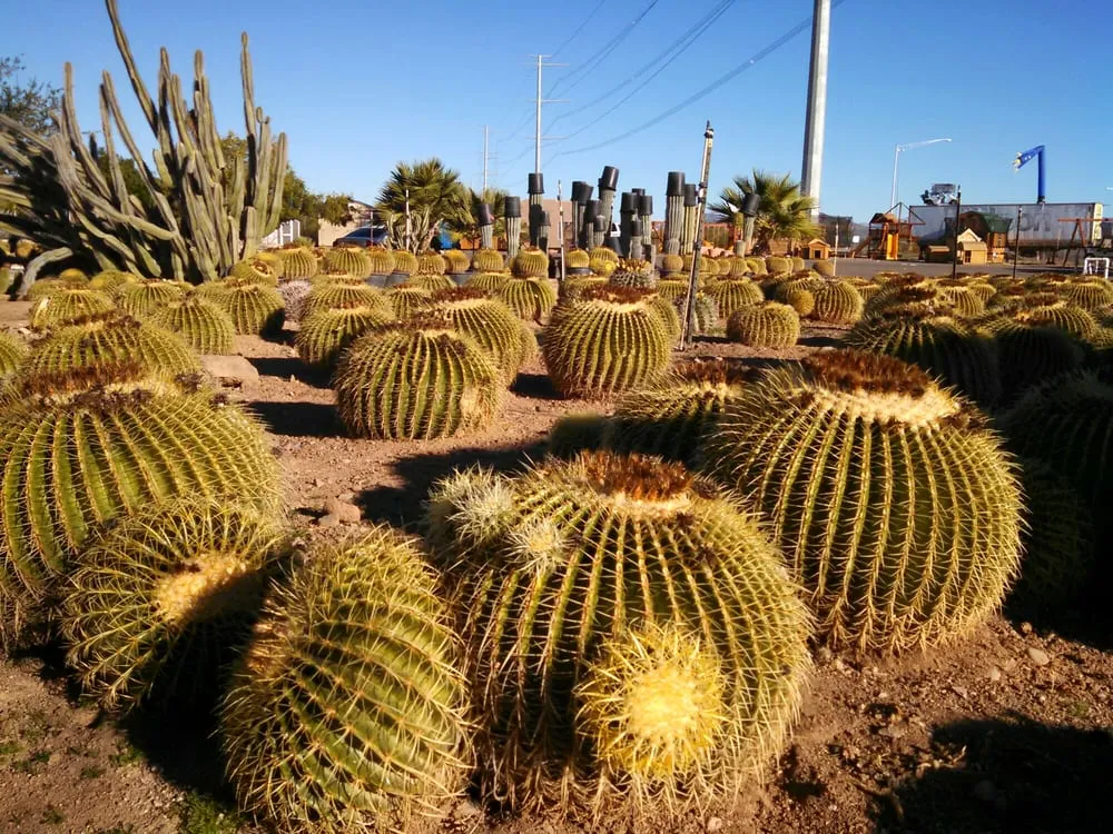 Reliable landscaping services with custom design in Phoenix, AZ by Richards Garden Center