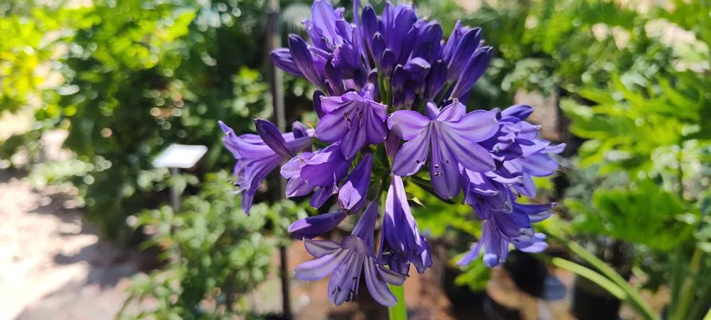 Custom lawn care service in Phoenix, AZ by Richards Garden Center