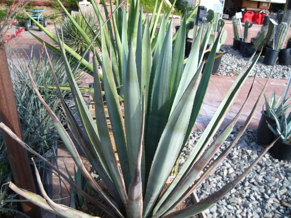 Reliable landscaping services in Phoenix, AZ by Richards Garden Center