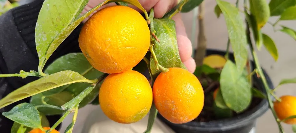 Top-rated residential landscaping in Phoenix, AZ by Richards Garden Center