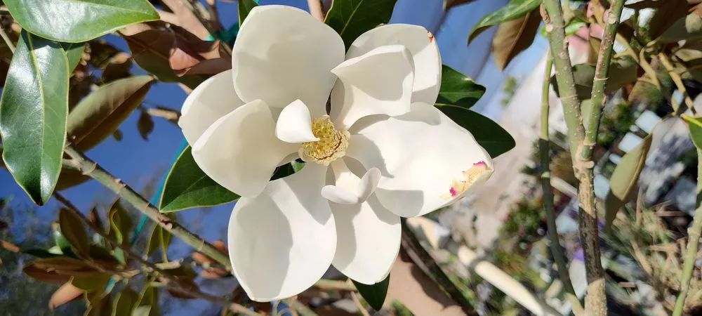 Professional lawn care service in Phoenix, AZ - Richards Garden Center