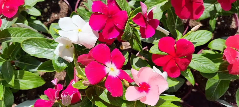 Local lawn mowing service for residential properties in Phoenix, AZ by Richards Garden Center