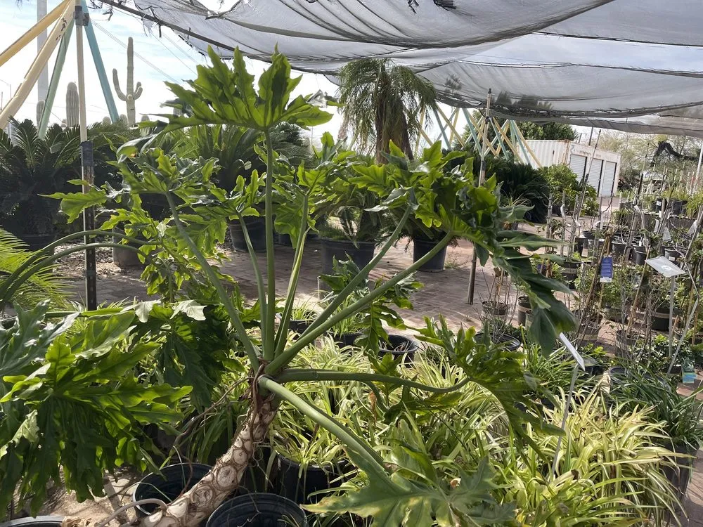 Trusted landscaping services near you across Phoenix, AZ - Richards Garden Center