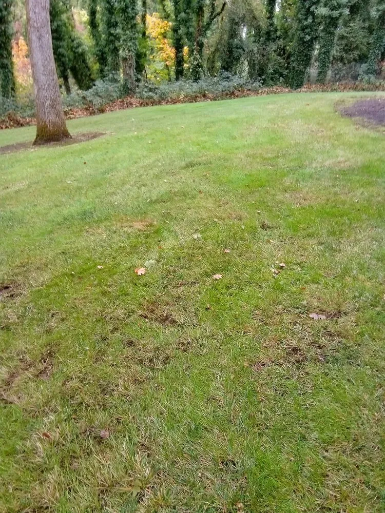 Trusted yard cleanup service in albany, OR by Richard's Landscaping Maintenance