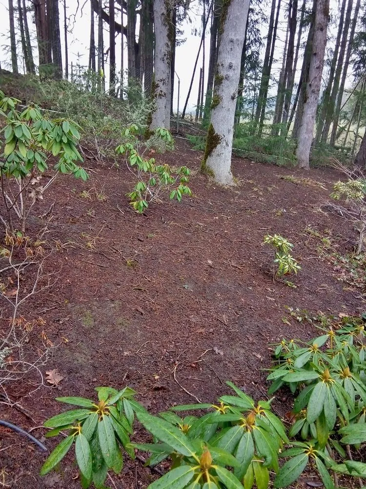 Custom landscape design for outdoor upgrades across albany, OR - Richard's Landscaping Maintenance