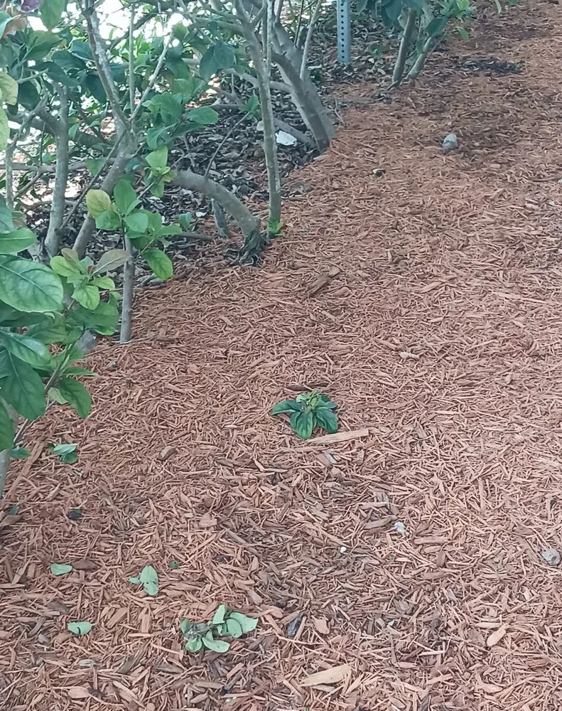 Top-rated garden landscaping in Melbourne, FL by Richards Landscaping