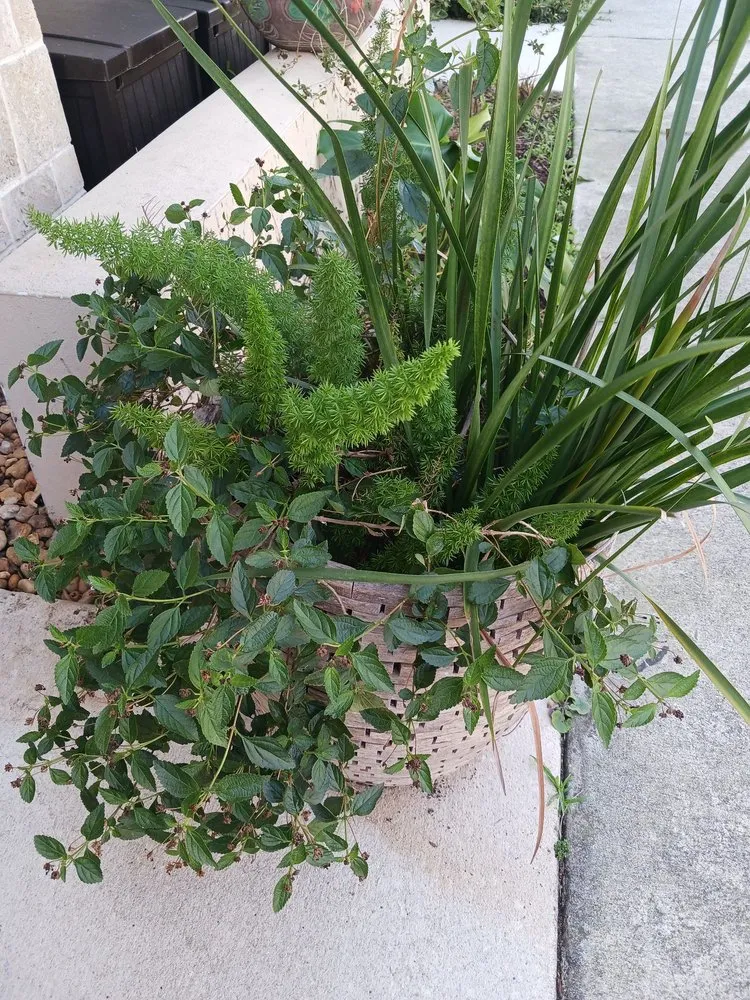 Top-rated outdoor landscaping in Melbourne, FL by Richards Landscaping