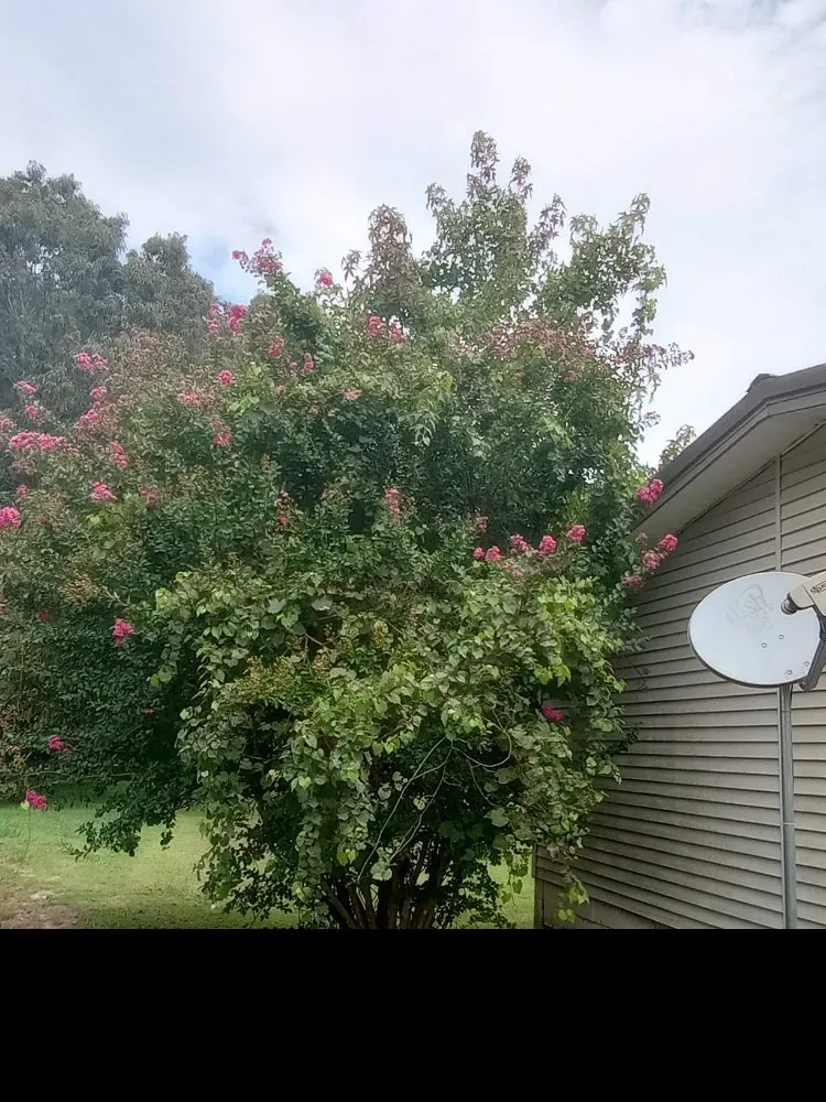 Expert yard maintenance experts serving Paris, TN - Richards Landscaping