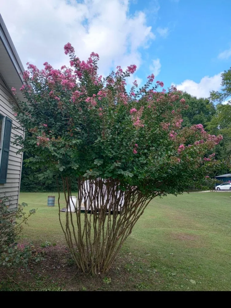 Expert yard maintenance in Paris, TN - Richards Landscaping