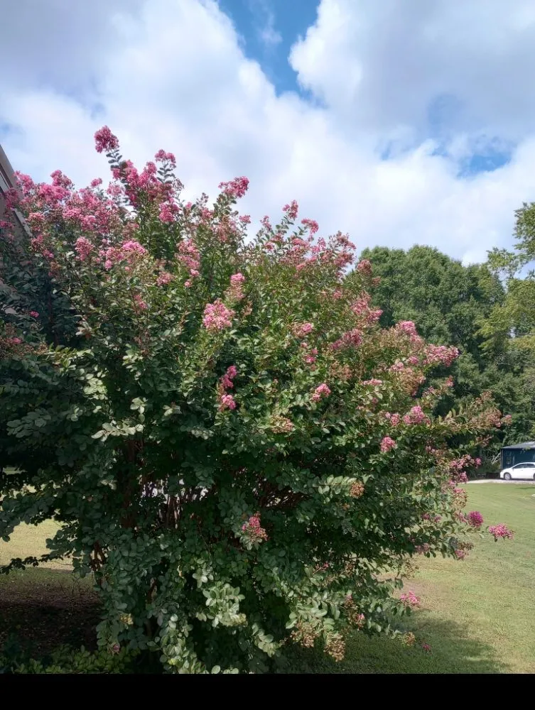 Custom outdoor landscaping in Paris, TN - Richards Landscaping