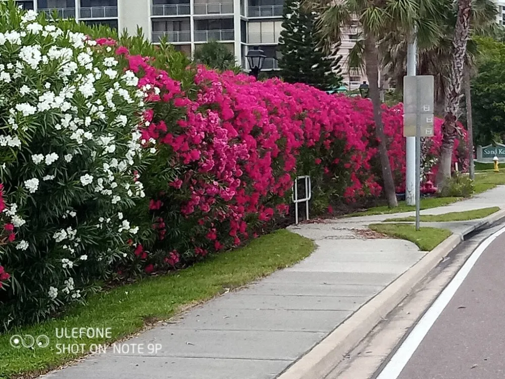 Expert yard cleanup service for homes across St. Petersburg, FL - Richards Lawn Service