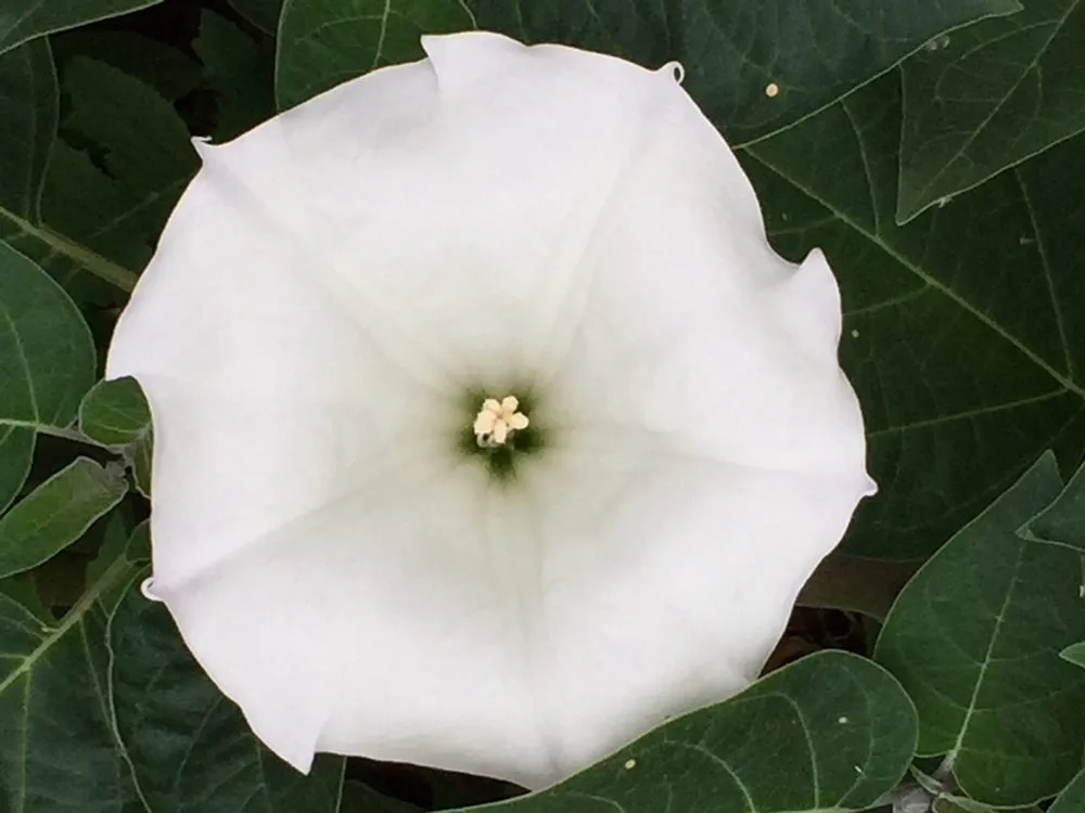 Expert yard cleanup service in Cleveland, OH - Richards Your Outdoor Connection