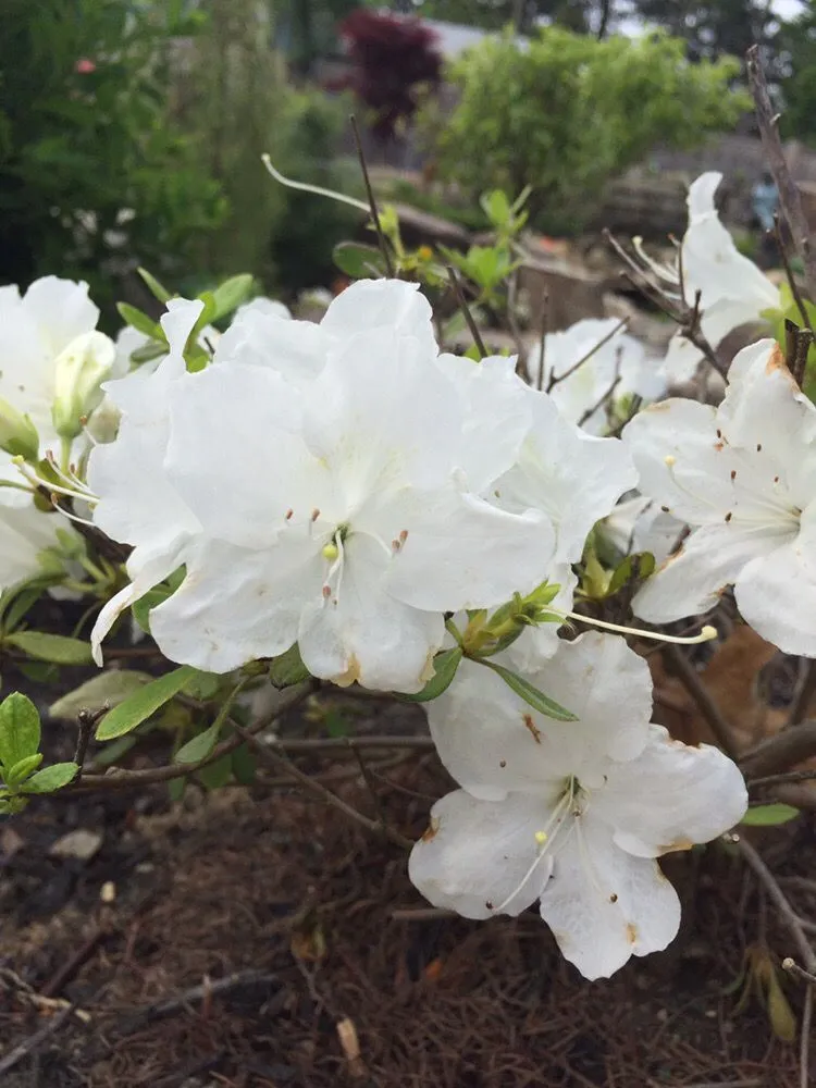 Local garden landscaping for year-round maintenance in Cleveland, OH by Richards Your Outdoor Connection