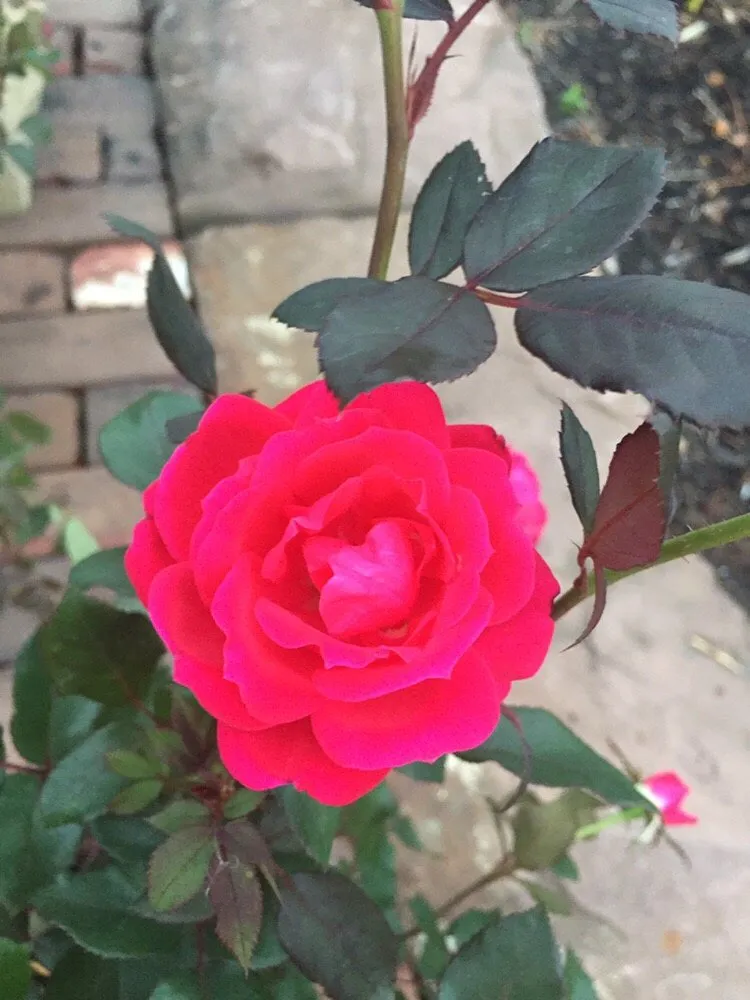 Top-rated residential landscaping in Cleveland, OH by Richards Your Outdoor Connection