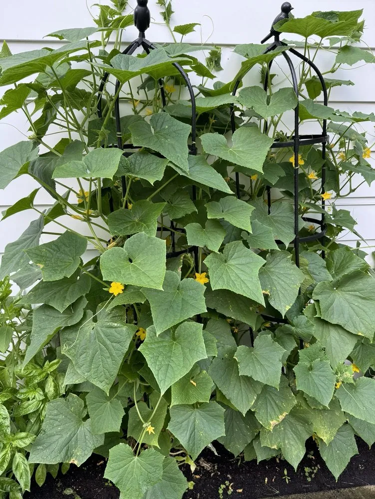 Custom outdoor landscaping for residential properties in Cleveland, OH by Richardson's Greenhouse