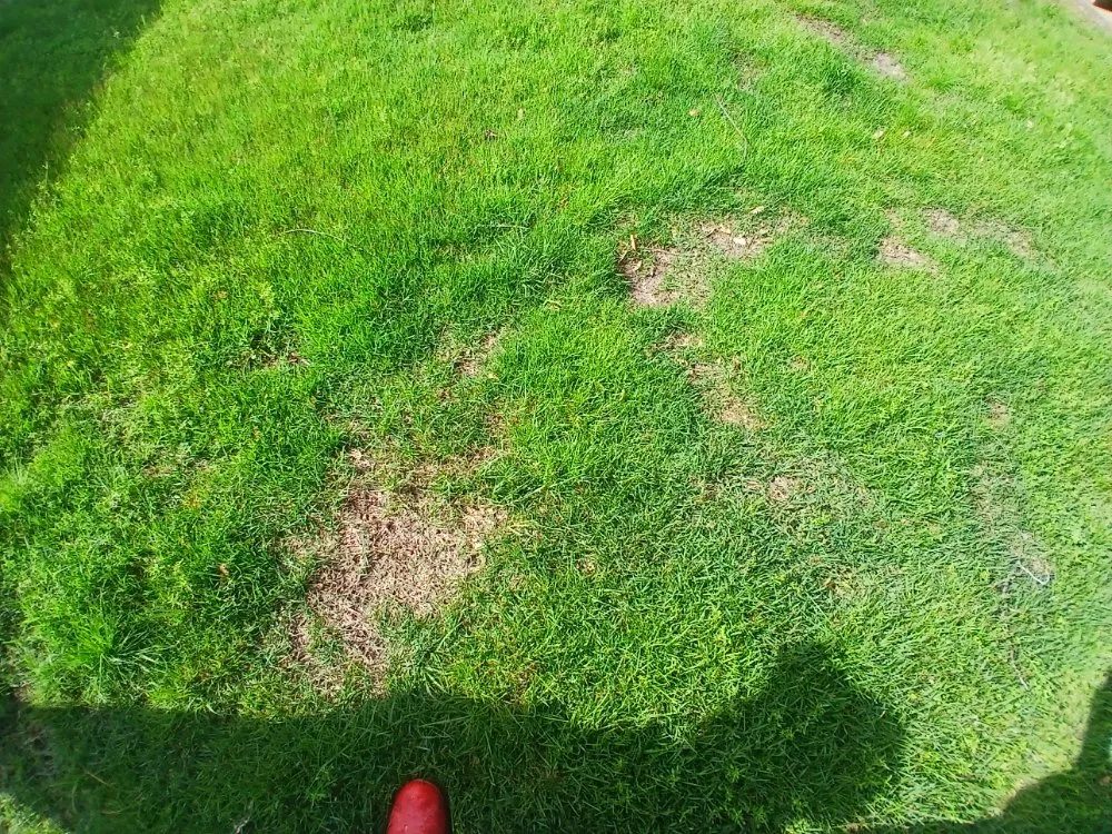 Custom yard maintenance in Dyer, AR - Richeys Landscaping & Small Engine Repair