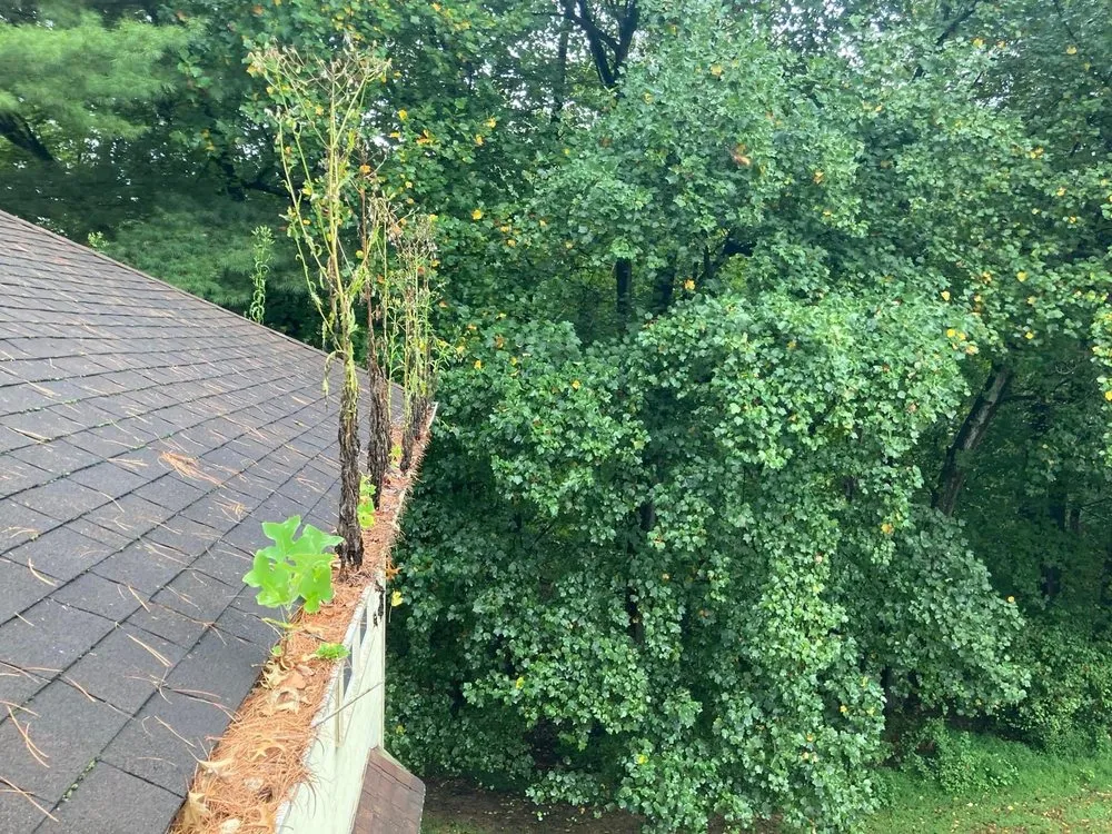 Professional lawn care service for year-round maintenance across Walkersville, MD - Richie's Exterior Cleaning Service