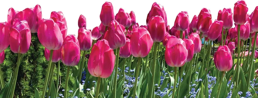 Professional lawn care service in Carrollton, TX by Richmond & Associates Landscaping