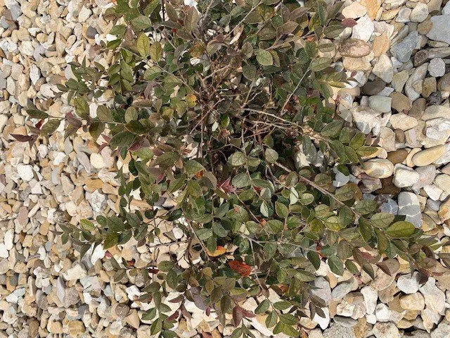 Professional yard cleanup service with custom design across Houston, TX - Richmond & Associates Landscaping