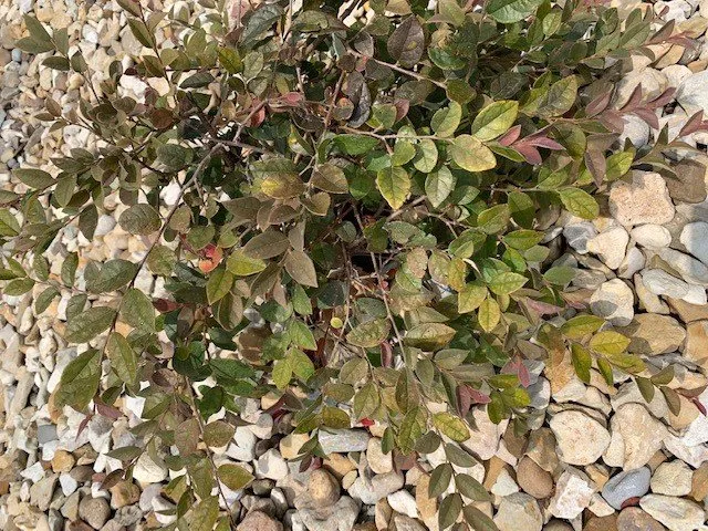 Affordable residential landscaping in Houston, TX by Richmond & Associates Landscaping