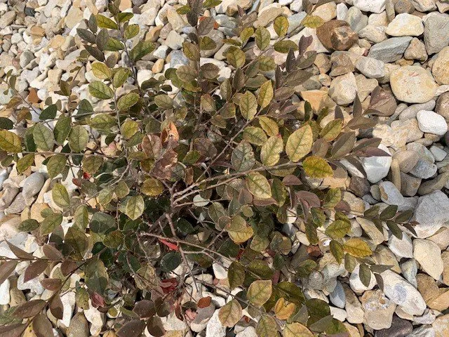 Expert outdoor landscaping in Houston, TX - Richmond & Associates Landscaping