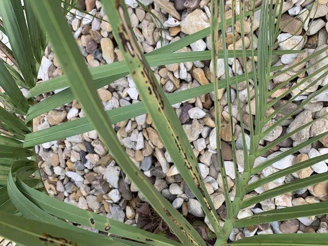 Reliable lawn care service near you in Houston, TX by Richmond & Associates Landscaping