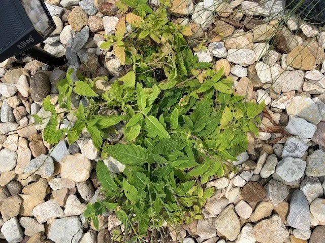 Affordable yard cleanup service in Houston, TX - Richmond & Associates Landscaping