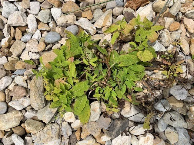 Professional yard maintenance for year-round maintenance in Houston, TX by Richmond & Associates Landscaping