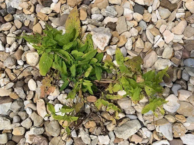 Trusted landscape design for beautiful yards in Houston, TX by Richmond & Associates Landscaping