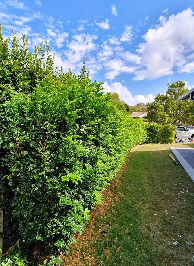 Custom outdoor landscaping in San Francisco, CA by Richmond Lawn Care