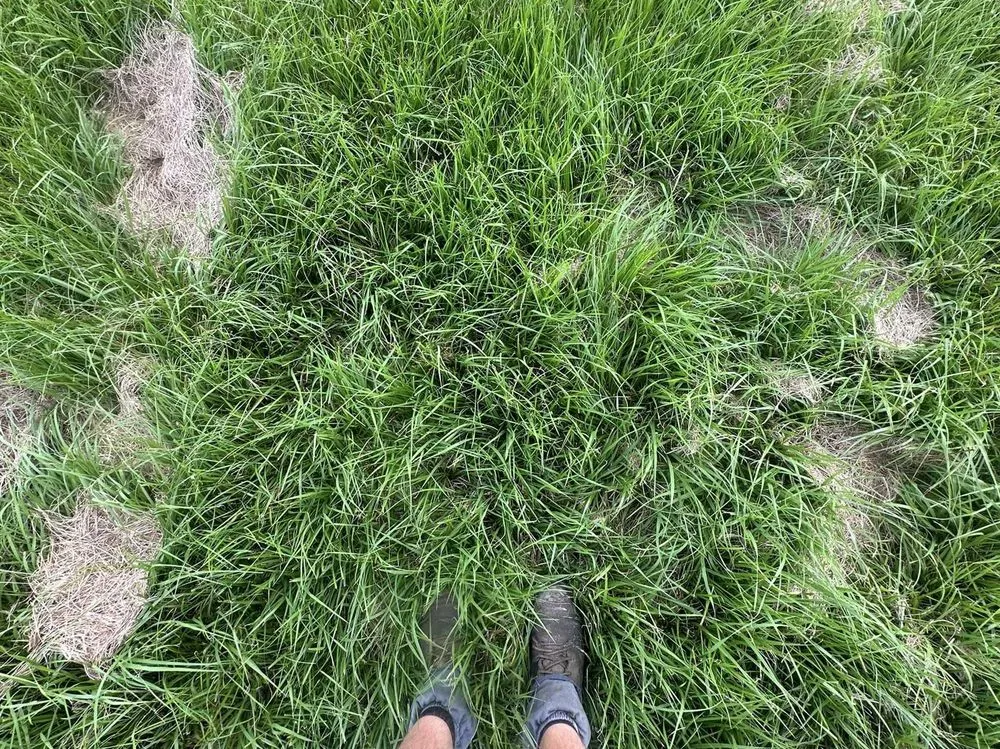 Top-rated lawn care service for year-round maintenance in San Francisco, CA by Richmond Lawn Care