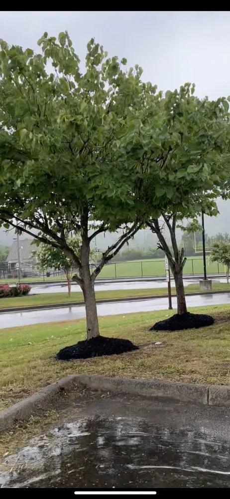 Professional yard cleanup service in Pigeon Forge, TN - RichScape Lawn&Gardening