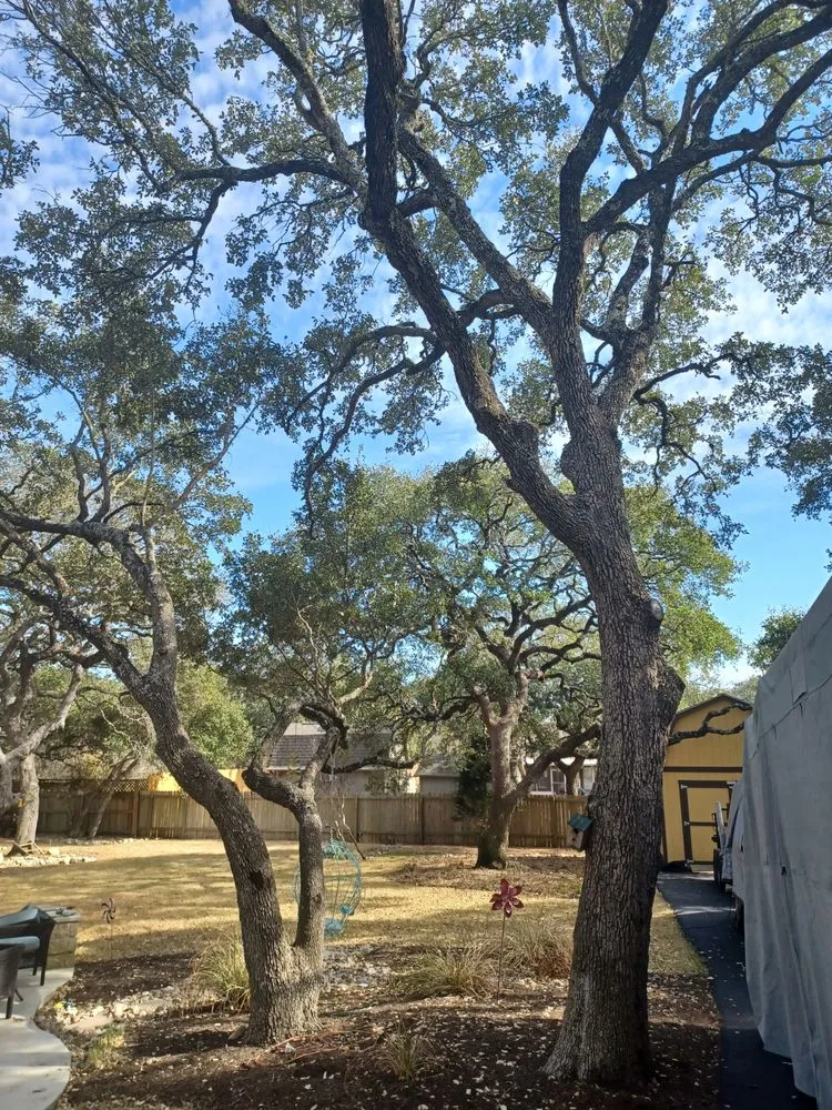 Trusted landscaping services in San Antonio, TX - Richter Tree and Lawn