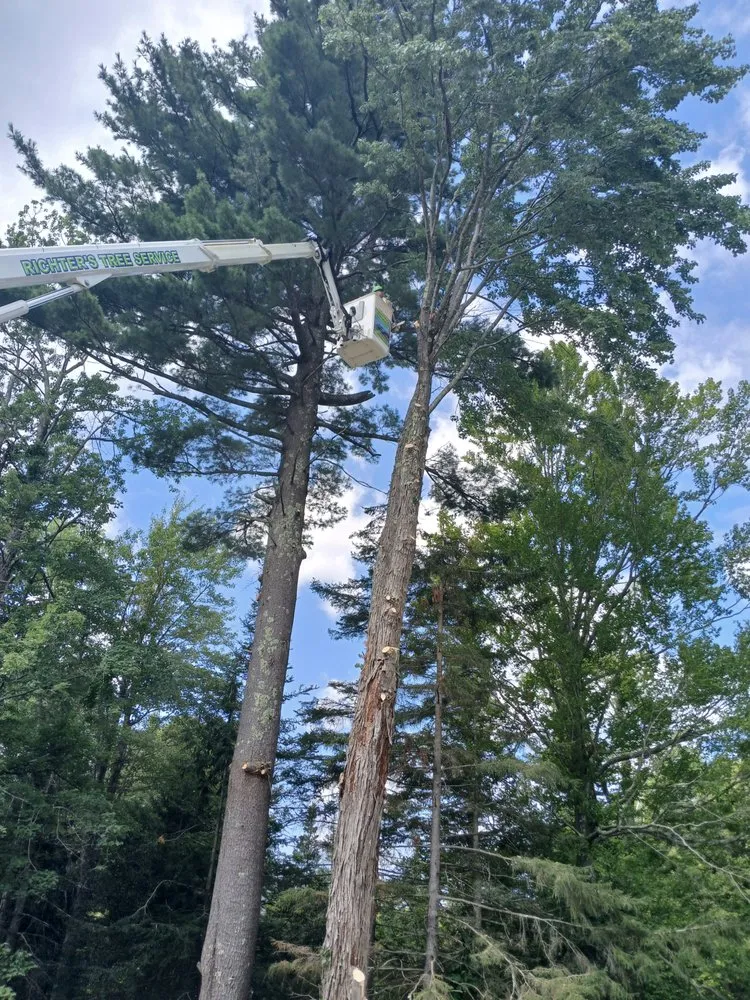 Trusted lawn care service in Preston Hollow, NY by Richters Tree Service