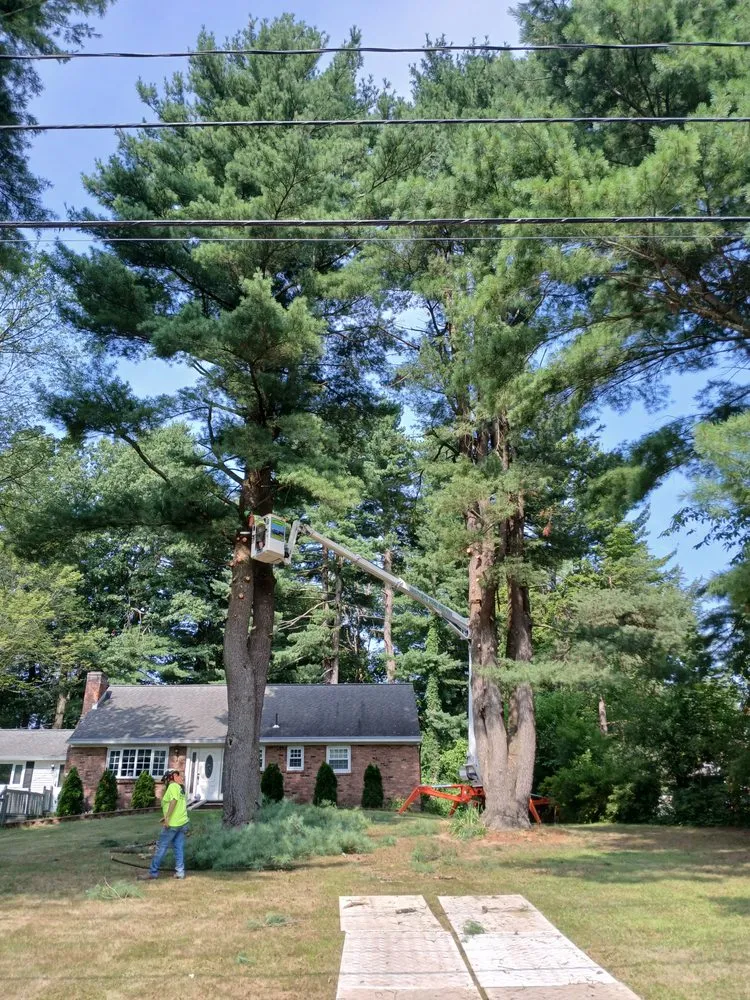Custom yard cleanup service in Preston Hollow, NY by Richters Tree Service