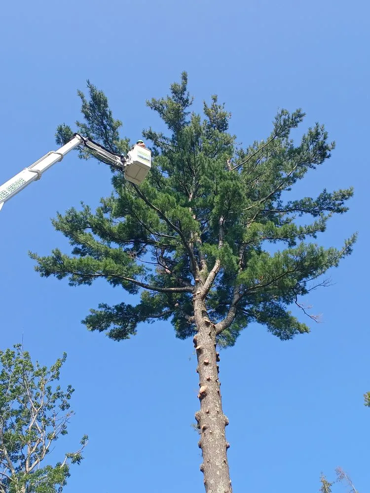 Professional landscape installation experts serving Preston Hollow, NY - Richters Tree Service