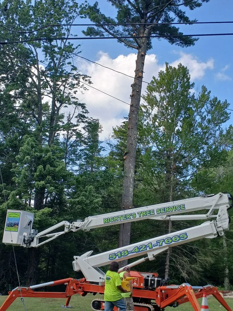 Professional yard maintenance experts serving Preston Hollow, NY - Richters Tree Service
