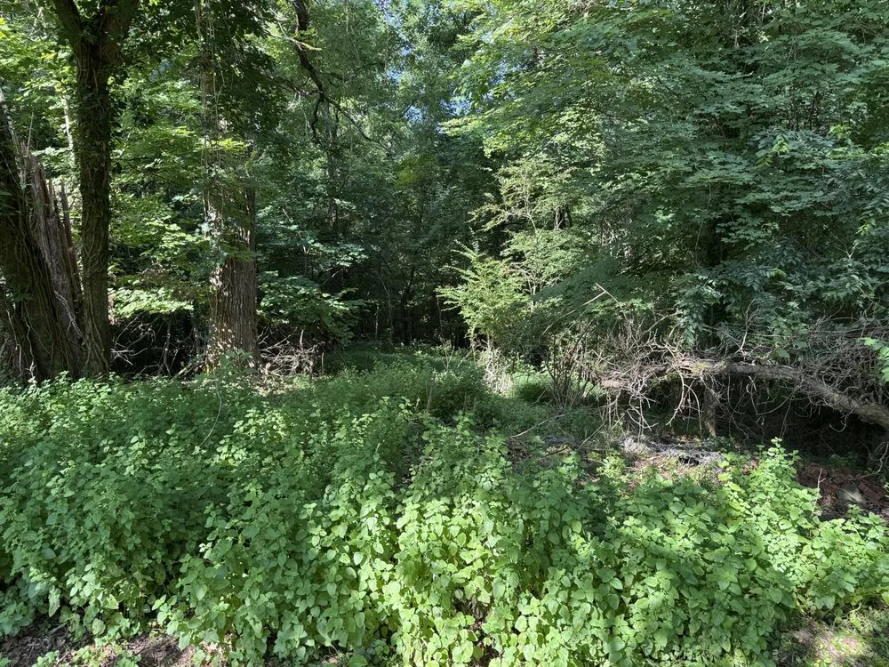 Top-rated yard maintenance in Knoxville, TN by Rick Fowler’s Lawn Mowing Services