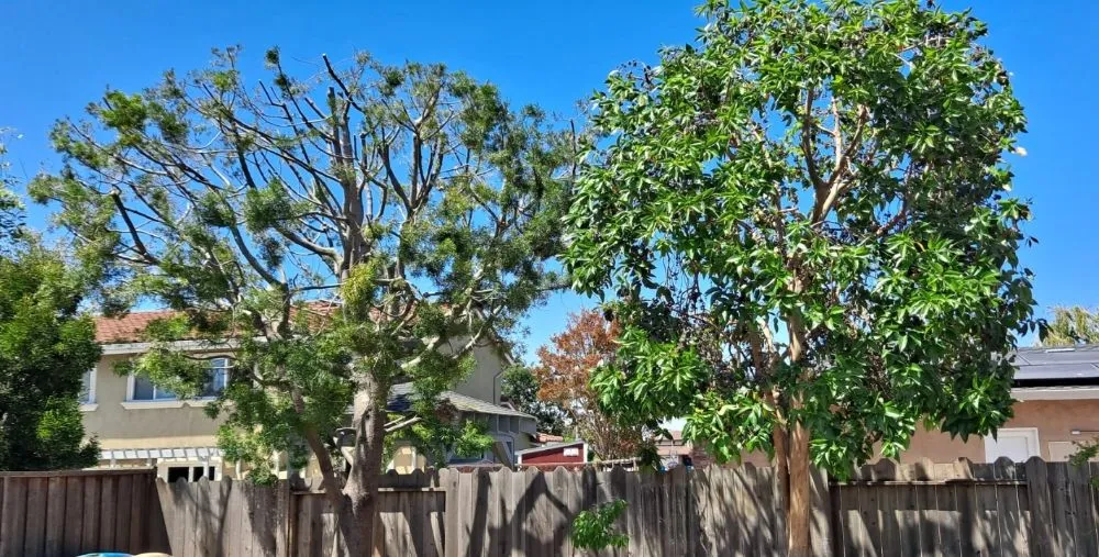 Trusted lawn mowing service for beautiful yards in Carson, CA by Rick Landscape Maintenance